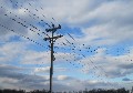 Birds on wire