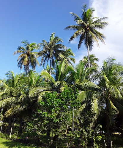 Coconut trees