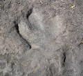 Dino footprint