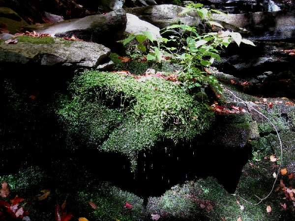 Water dripping from plants next to a fall