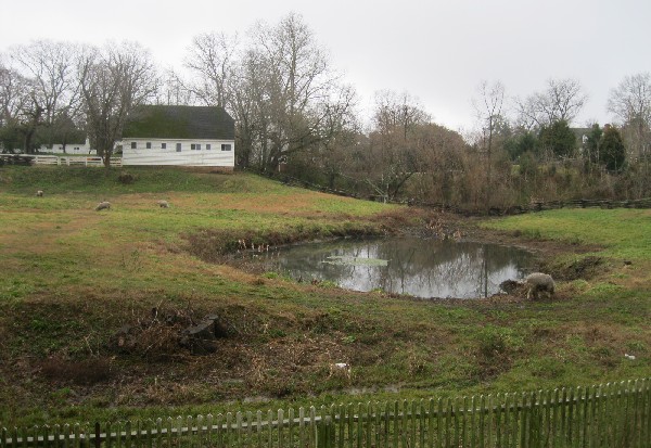 Sheep grazing near a pond