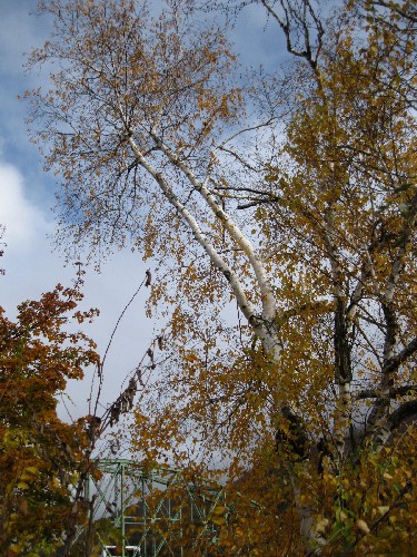 Brattleboro sycamore