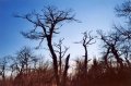 Blue Ridge bare trees