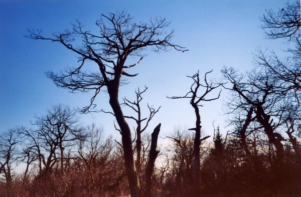 Blue Ridge Mountains, bare trees