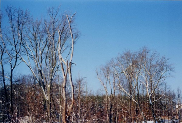 White winter trees