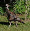 Wild turkey